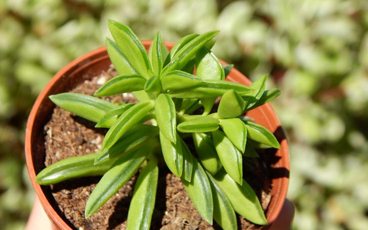 Peperomia dolabriformis - pepřinec