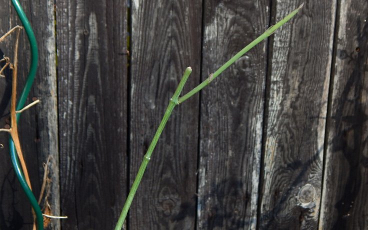 Ceropegia ampliata - sukulent