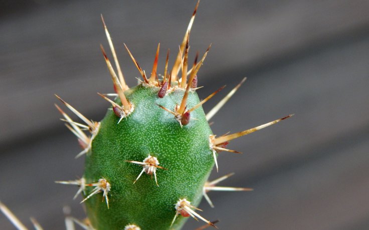 Opuntia fragilis - cold hardy cactus