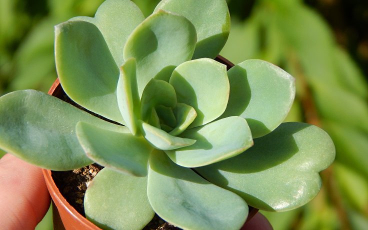 Echeveria Swirl (Hybrid)