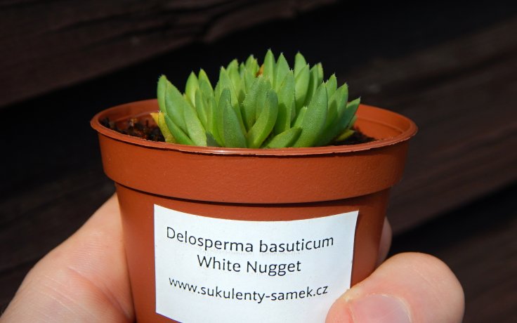 Delosperma basuticum White Nugget