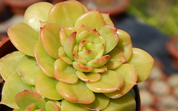 Echeveria Fun Queen sukulenty