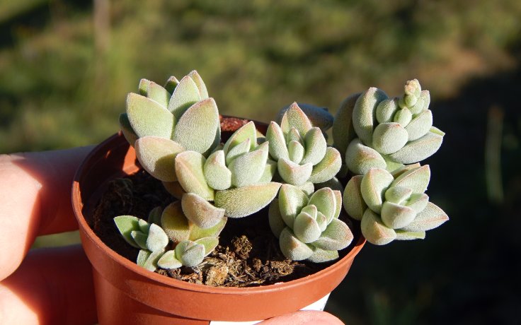 Crassula lanuginosa ssp. pachystemon pokojová rostlina