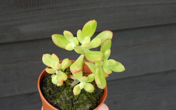 Echeveria macdougallii - Mexiko
