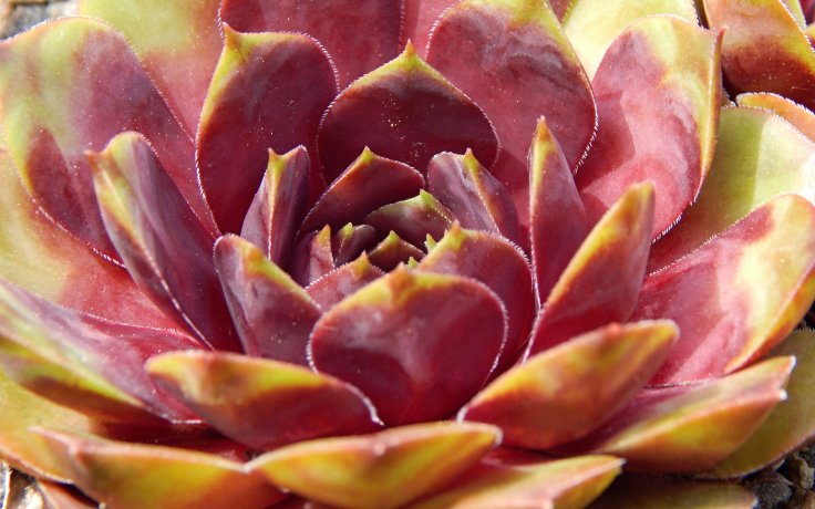 Sempervivum Kiara - hens and chicks