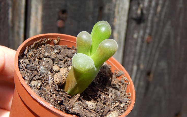 Conophytum maughanii - Konofytum