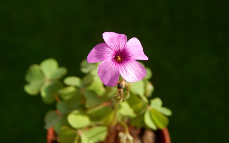 Oxalis articulata var. rubra (flowering)