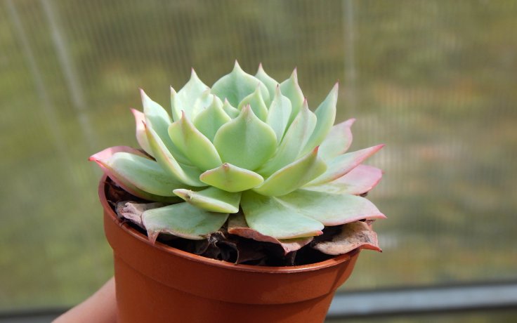 Echeveria Best Western - dužnatka