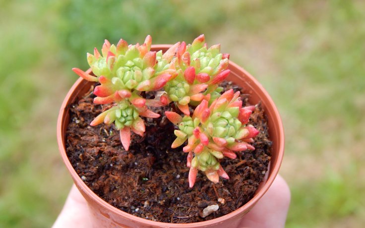 Sedum stenopetalum - sklanička