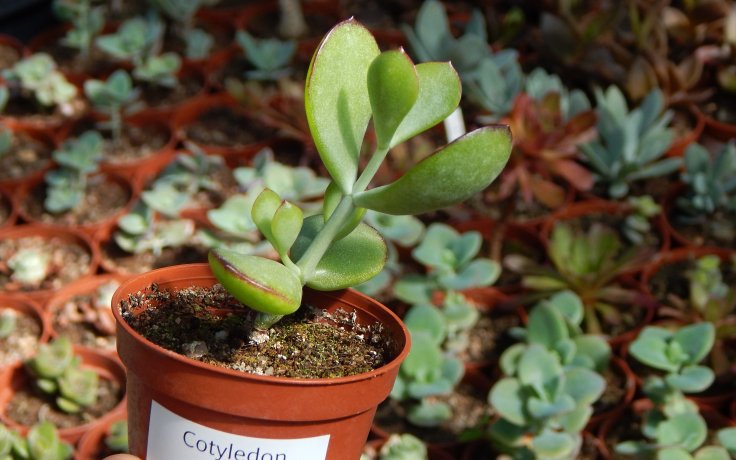 Cotyledon woodii sukulenty a pokojovky
