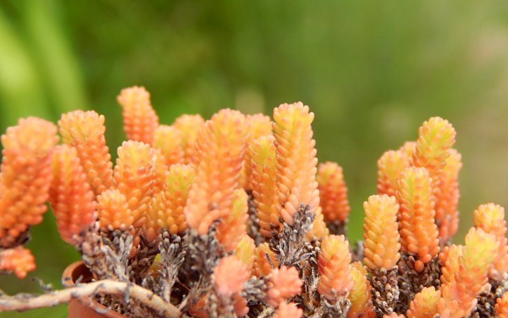 Sedum acre