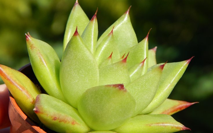Echeveria agavoides Red Edge - sukulenty