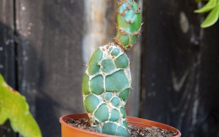 Opuntia zebrina reticulata Cobra