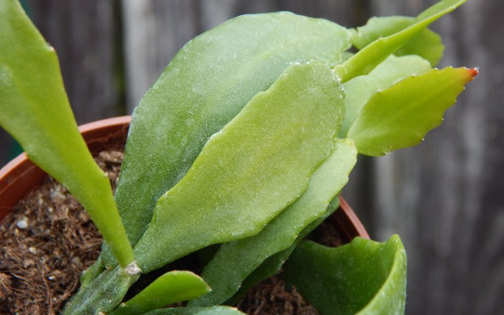 Rhipsalis crispata