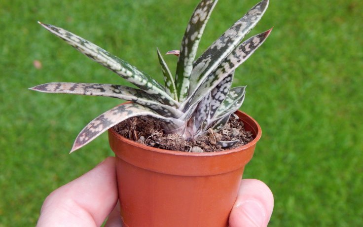 Gasteria bicolor var. fallax - úzkolistý sukulent