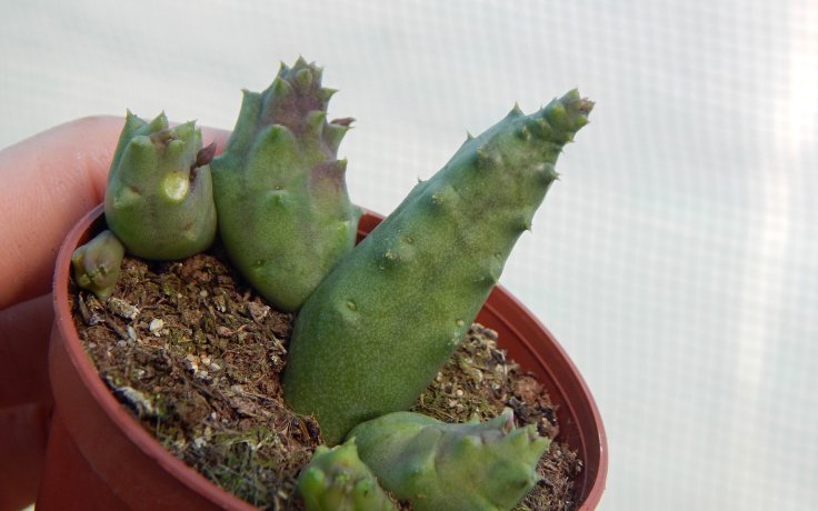 Piaranthus decorus sukulenty