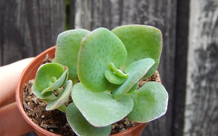 Crassula cordata - sukulenty a kaktusy