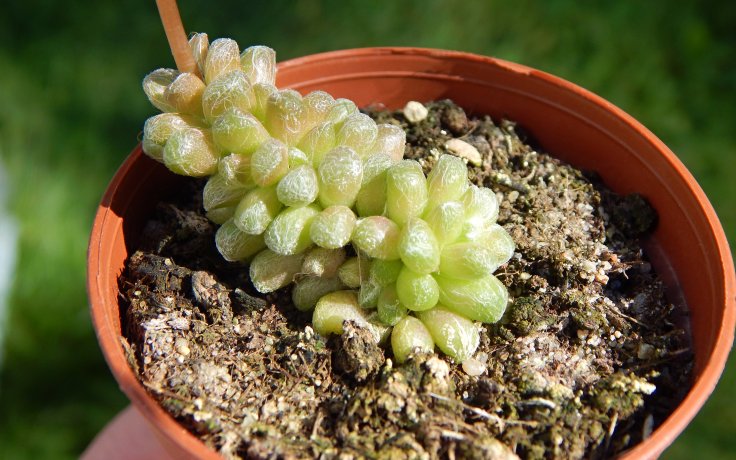 Anacampseros filamentosa subsp. tomentosa chlupatá pokojovka