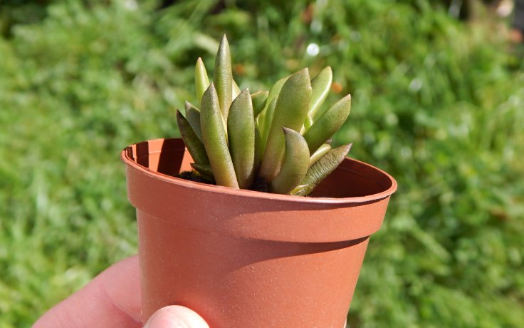 Anacampseros marlothii