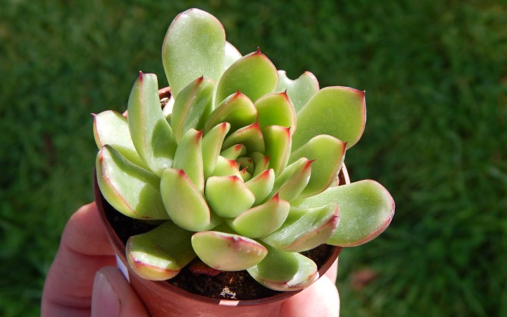 Echeveria Costarii