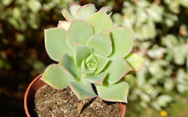 Aeonium haworthii - sukulenty a kaktusy