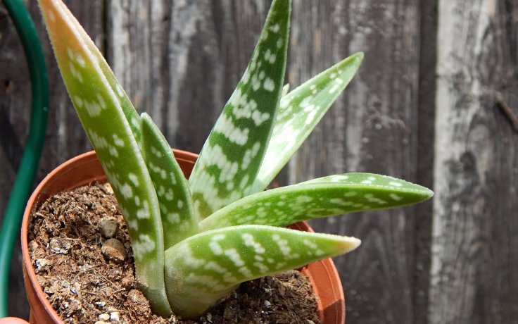 Aloe variegata (Sokolí pero)