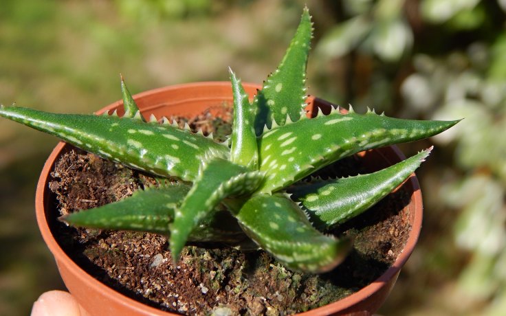 Aloe jucunda - succulents for sell