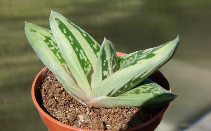 Gasteria Green Ice - bílá gastérie