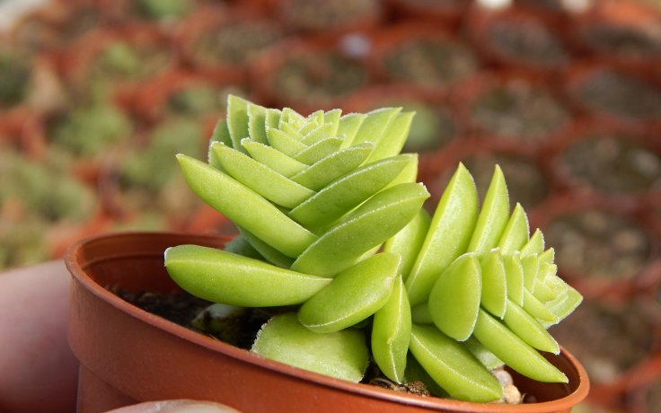 Crassula capitella Green Surprise stálezelená tlustice
