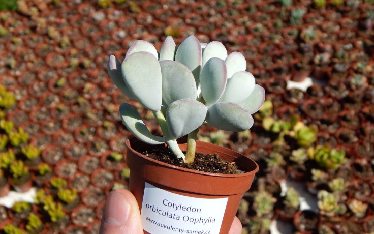 Cotyledon orbiculata Oophylla bílá pokojovka