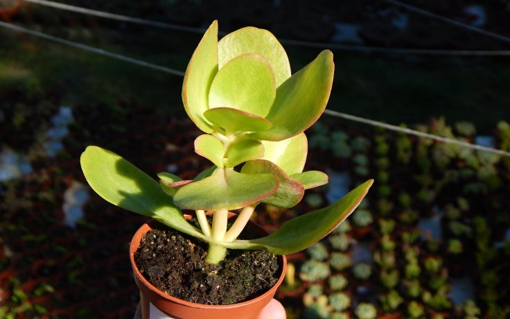 Crassula multicava
