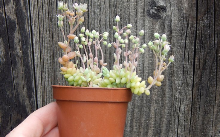 Sedum dasyphyllum Himalayan Clouds