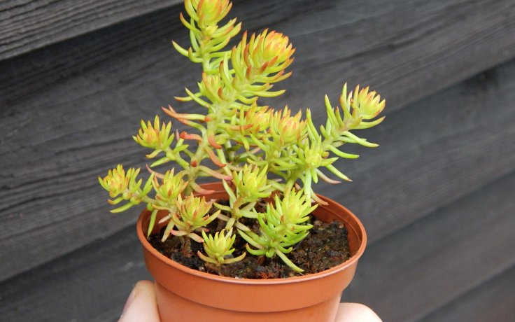 Sedum reflexum Angelina (oranžový sukulent)