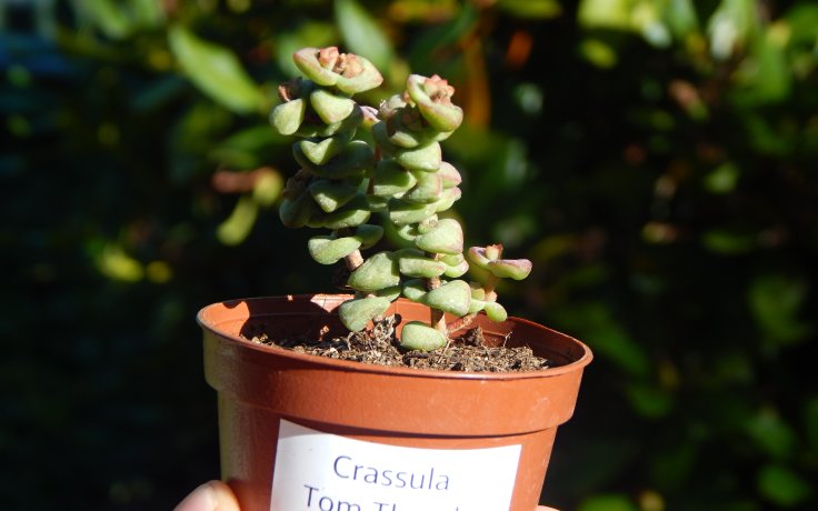 Crassula Tom Thumb