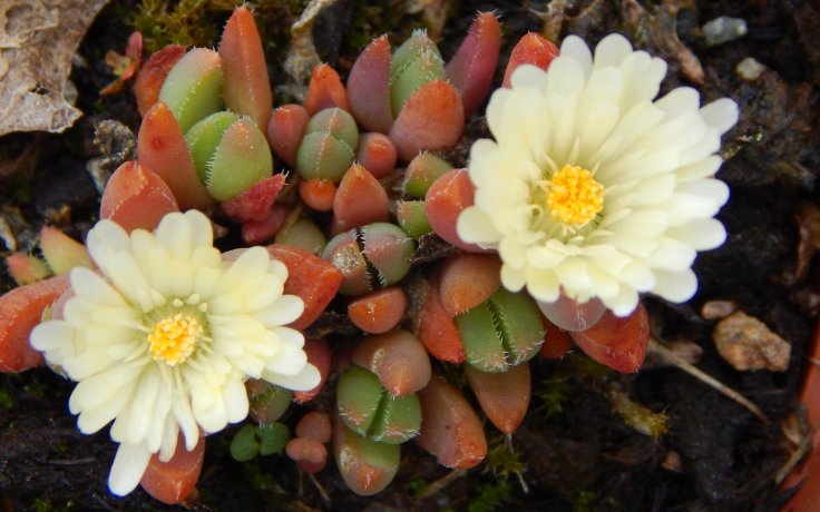 Delosperma basuticum White Nugget - bílé květy kosmatec