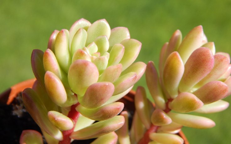 Sedum Joyce Tulloch variegata
