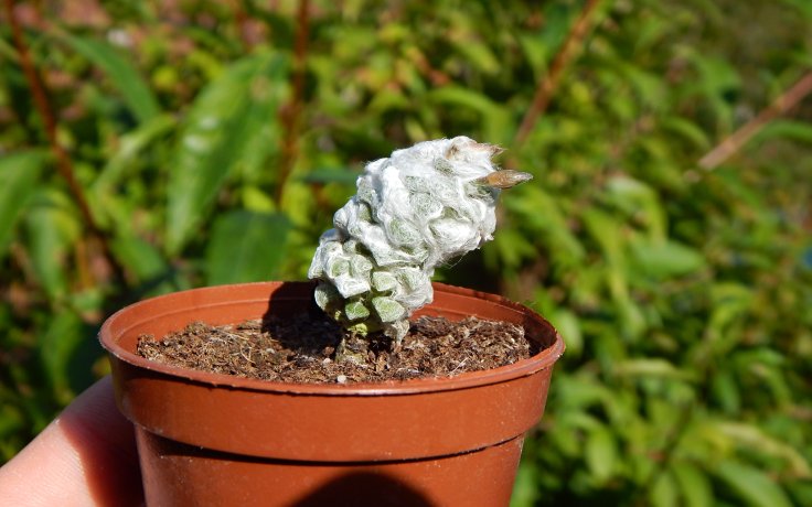 Anacampseros lanigera - drobná pokojovka