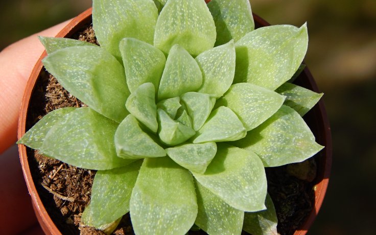 Haworthia turgida var. pallidifolia
