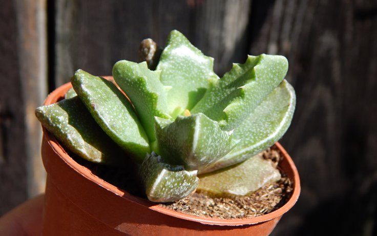 Faucaria hooleae - sukulent