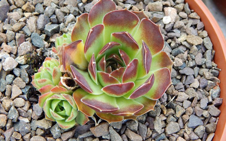 Jovibarba heuffelii Mount Baker succulents outsidse