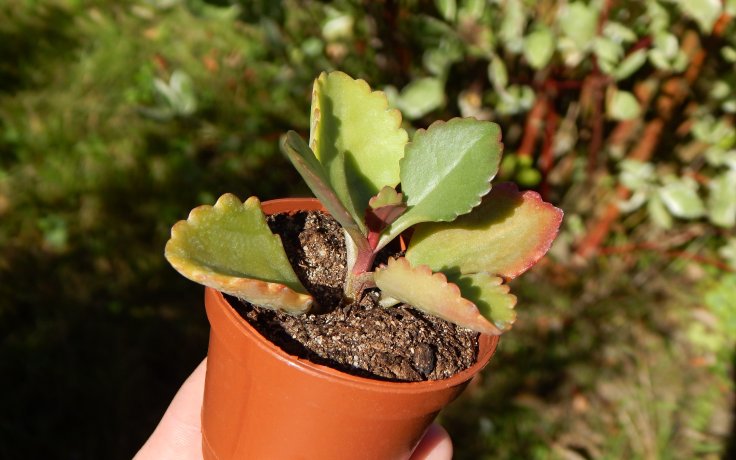 Kalanchoe Rubinea