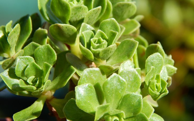 Aeonium spathulatum Dwarf