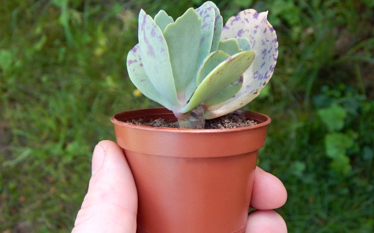 Kalanchoe marmorata