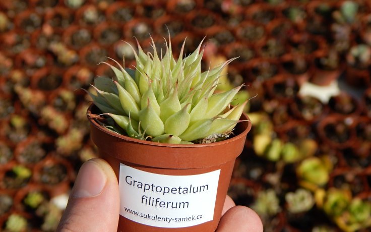 Graptopetalum filiferum sukulenty na parapet