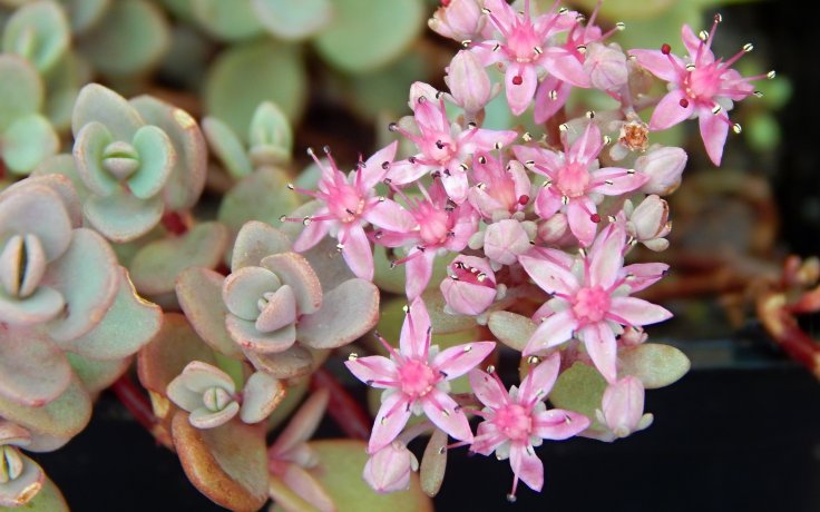 Sedum cyaneum - rozchodník sibiřský