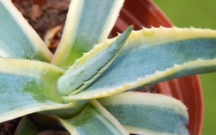 Agave americana variegata sukulenty
