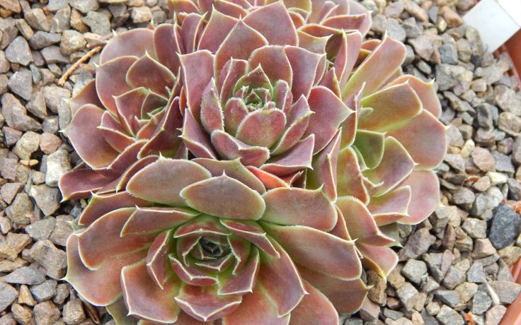 Jovibarba heuffelii Polderland - hen and chicks