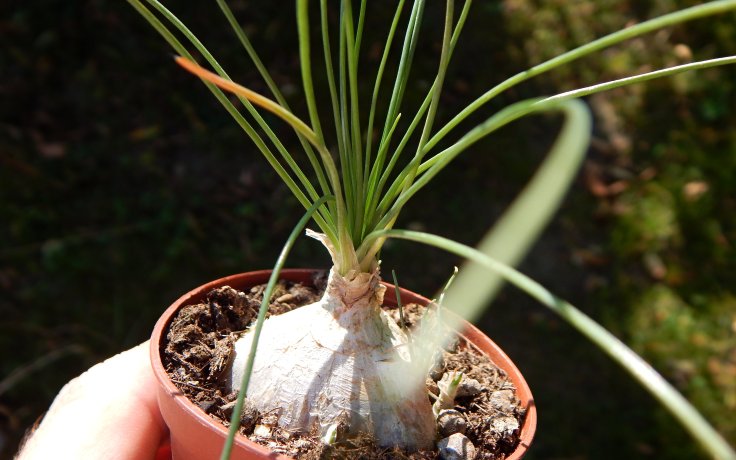 Albuca Augrabies Hill - cbule