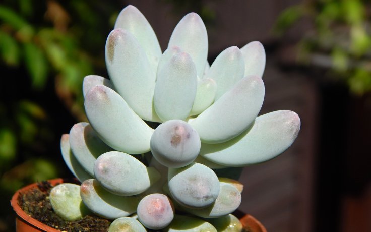 Pachyphytum machucae Baby Finger