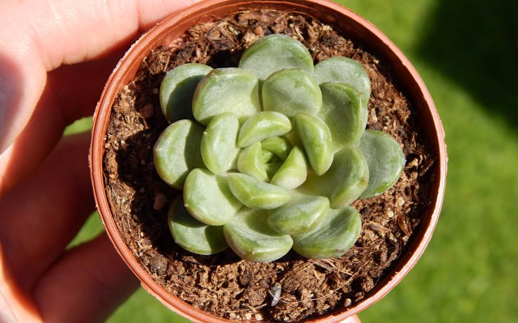 Graptoveria Amethorum
